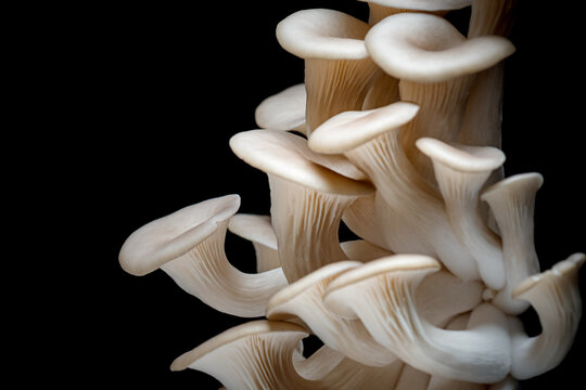 Grey Oyster mushrooms isolated on black background