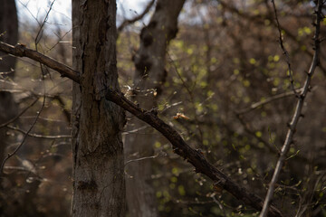 tree in the forest