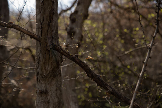 tree in the forest