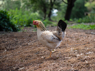 Rural Hen Walking in a Natural Environment