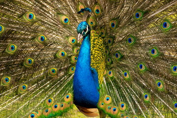 A male peacock proudly displays its vibrant, iridescent feathers, showcasing its stunning plumage...