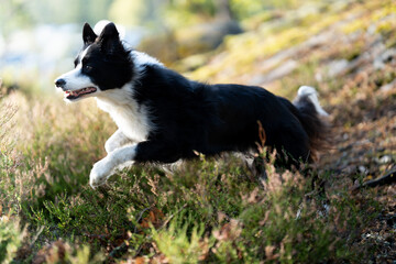 Border collie jumping in Nordic forest