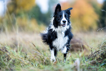 Damp border collie in autumn field