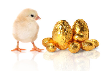 Chocolate eggs wrapped in golden foil and cute chick on white background