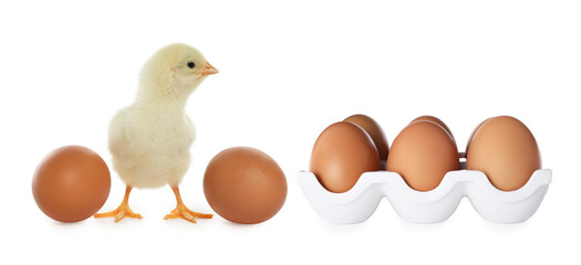 Cute chick and eggs on white background