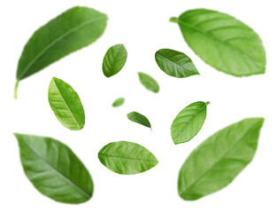 Green leaves swirling in air on white background