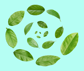 Green leaves swirling in air on turquoise background