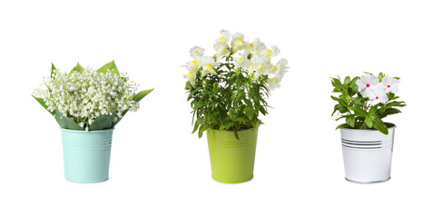 Beautiful potted plants with white flowers and lily-of-the-valley bouquet isolated on white, set