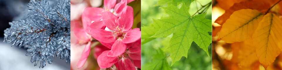 Obraz premium Four seasons, collage. Beautiful photos of nature during spring, summer, fall and winter