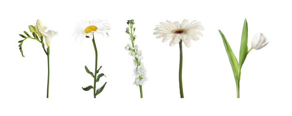 Different beautiful white flowers isolated on white, set