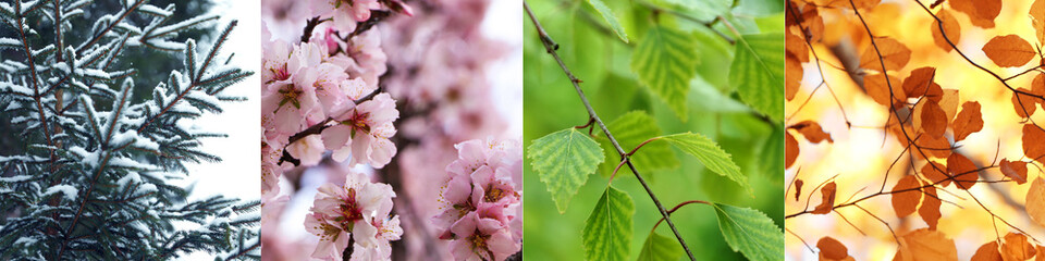Four seasons, collage. Beautiful photos of nature during spring, summer, fall and winter
