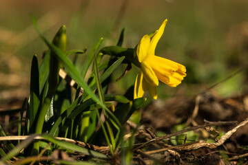 detail of spring yellow flowers