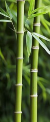 Obraz premium Close-up of Bamboo Stalks