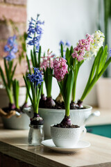 Floral cozy home decor for Easter holiday celebration. Fresh blooming spring hyacinth flowers. Beautiful house interior design, seasonal decoration