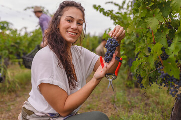 Smiling woman harvesting ripe grapes at a vineyard, holding a bunch of fresh grapes and pruning...