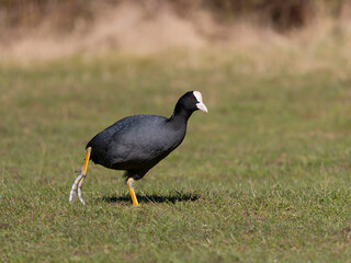 Coot, Fulica atra