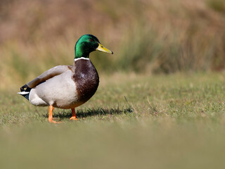 Mallard, Anas platyrhynchos