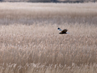 Marsh harrier, Circus aeruginosus