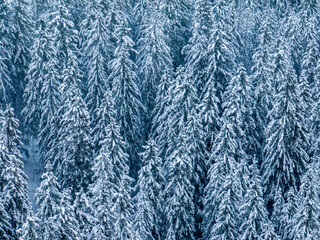 Aerial view of snow covered fir trees in mountain landscape in winter time. Cold season forest.