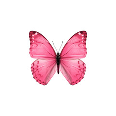 Pink butterfly isolated on transparent background. Butterfly png. Insects