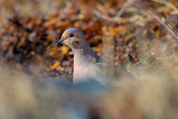 Mourning Dove bird on ground looking at camera