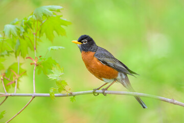 Fototapeta premium American Robin bird perching on tree branch with soft green background