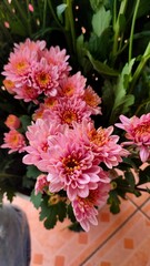 beautiful and fresh pink chrysanthemum flowers