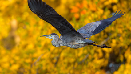 Great Blue Heron bird flying with orange fall foliage in background