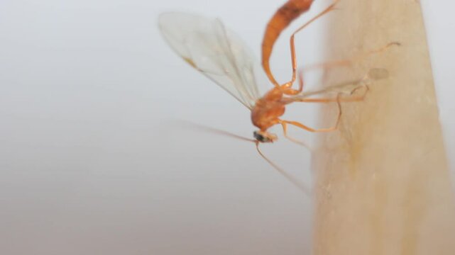 insect netelia parasite, genus wasp
