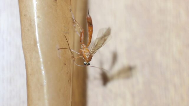 insect netelia parasite, genus wasp