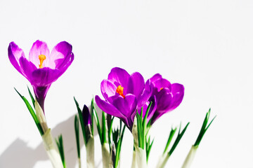 Three vibrant purple crocus flowers emerge from soil in bright sunlight.