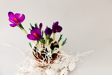 Bright purple crocus flowers grow in a small pot surrounded by decorative eggs.