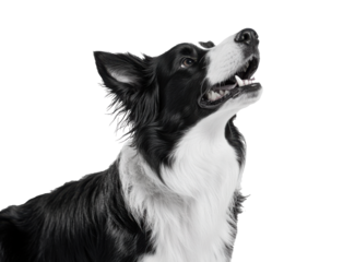 Charismatic typical black and white young adult Border Collie dog, sitting up facing front. Looking straight to camera with mouth open. Isolated cutout on a transparent background 