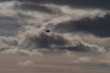Birds flying against a background of clouds