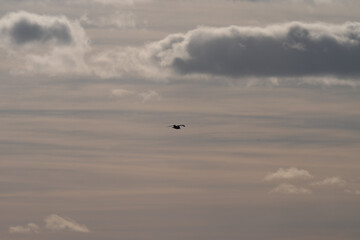 Birds flying against a background of clouds