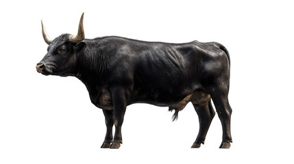 Black bull powerful strong majestic animal farm animal livestock cattle horned agricul