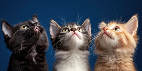 Curious Kittens Gazing Upward Against a Vibrant Blue Backdrop Generative AI