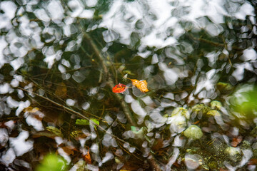 Autumn leaves float on the surface of the water with highlights. Red and yellow leaf stands out against blurred reflections and branches under water.
