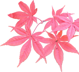 빨간색 단풍나무 잎