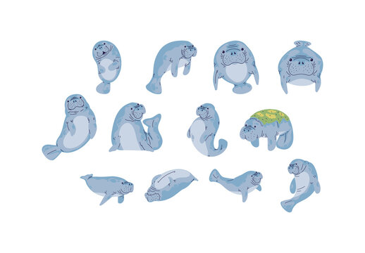 Gray and Blue Manatee Cartoon Illustration Set