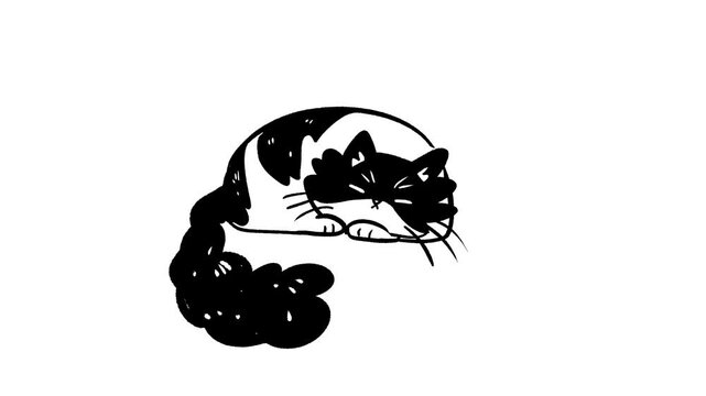 Cute sleeping tuxedo cat