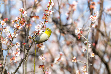 開花した梅の木の枝にとまるメジロ