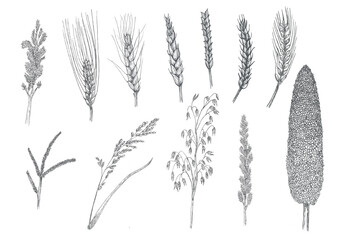 Set of hand made ink drawings of ears from different cereal species 