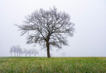 Obraz premium green grassy meadow and silhouettes of trees in morning mist
