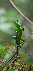 lizard on a branch