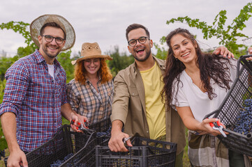 A cheerful group of friends harvesting grapes at a vineyard, enjoying a fun outdoor activity. They...