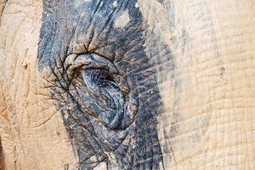 Close-up view of an elephant's eye showcasing its textured skin and expressive gaze in natural habitat