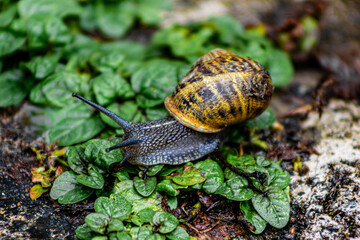 Snail on a leaf.