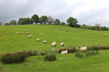 Landscape with sheep field in countryside of England, UK