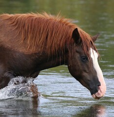 Wild Stallion in the River 